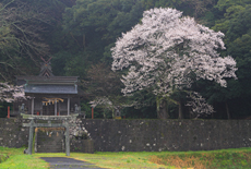 久古神社のサクラ