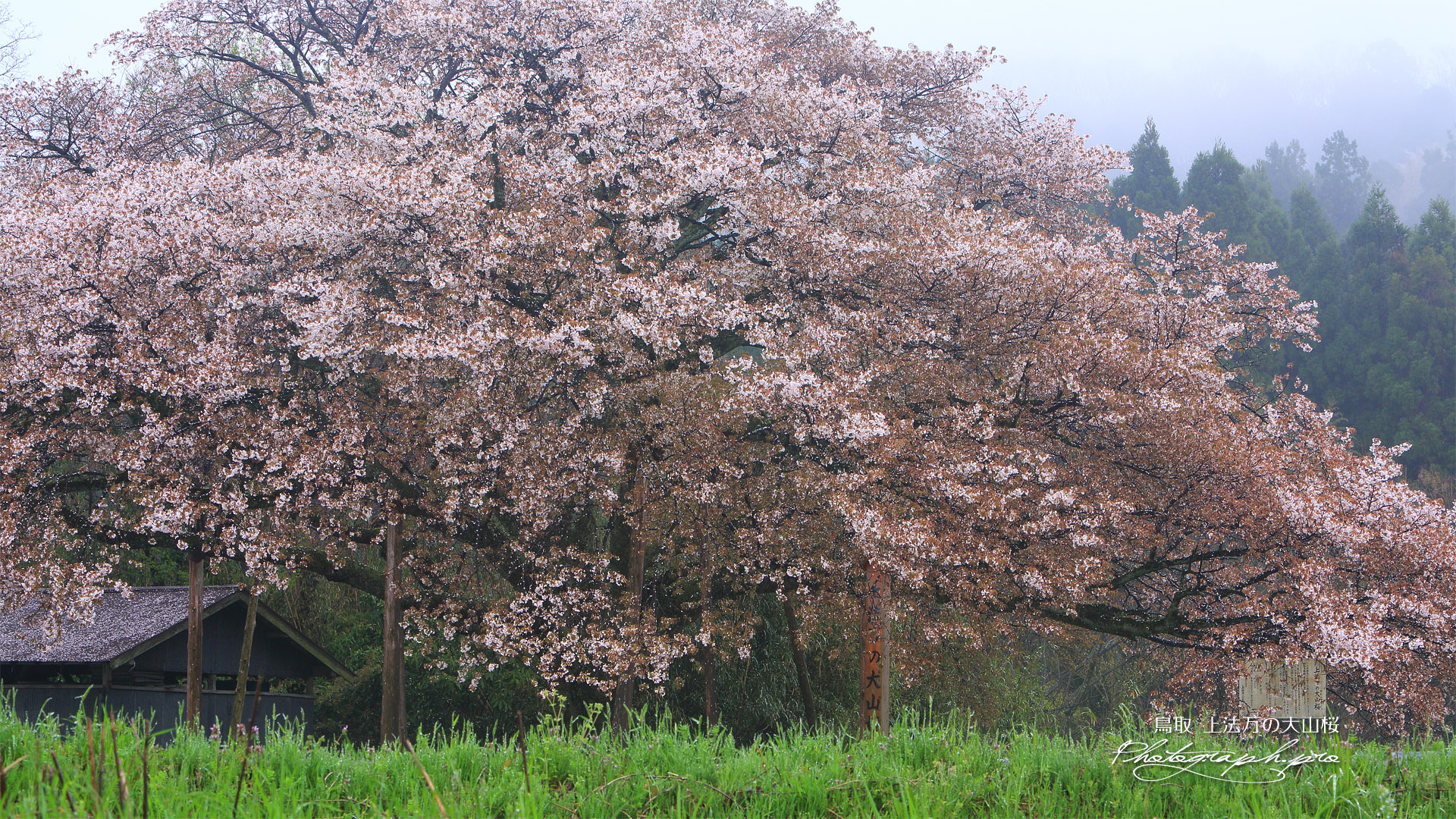上法万の大山桜