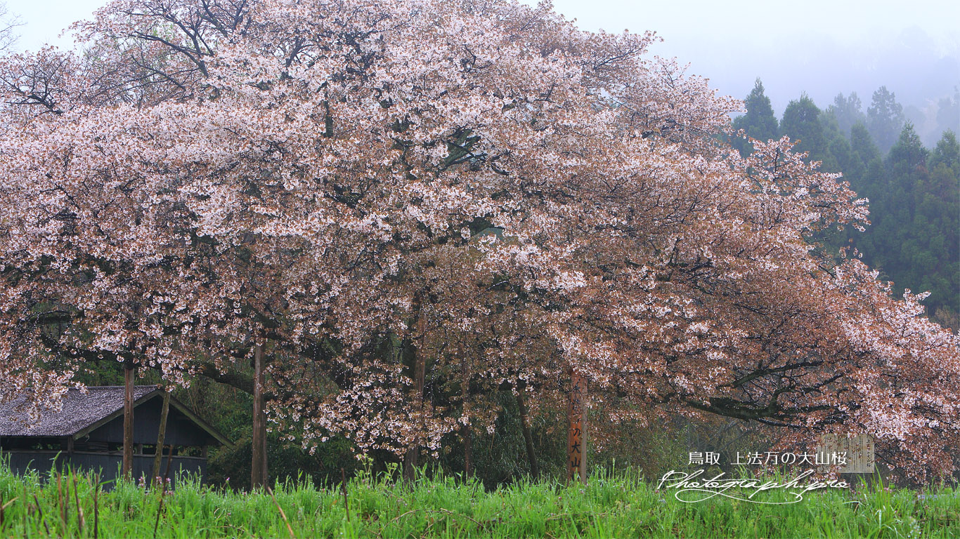 上法万の大山桜 壁紙