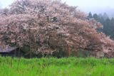 上法万の大山桜