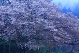 上法万の大山桜