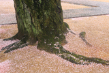 極楽寺のしだれ桜