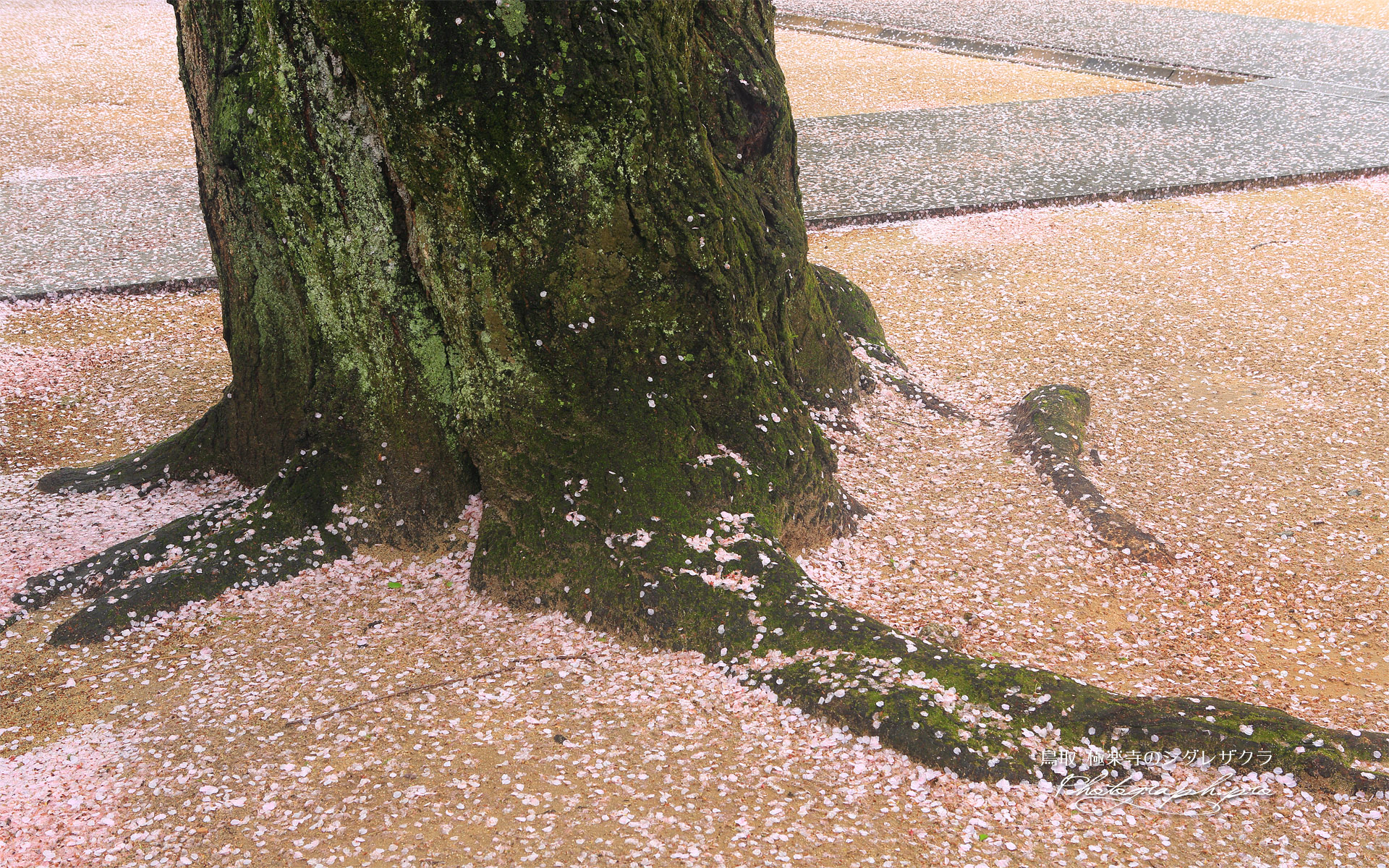極楽寺のしだれ桜
