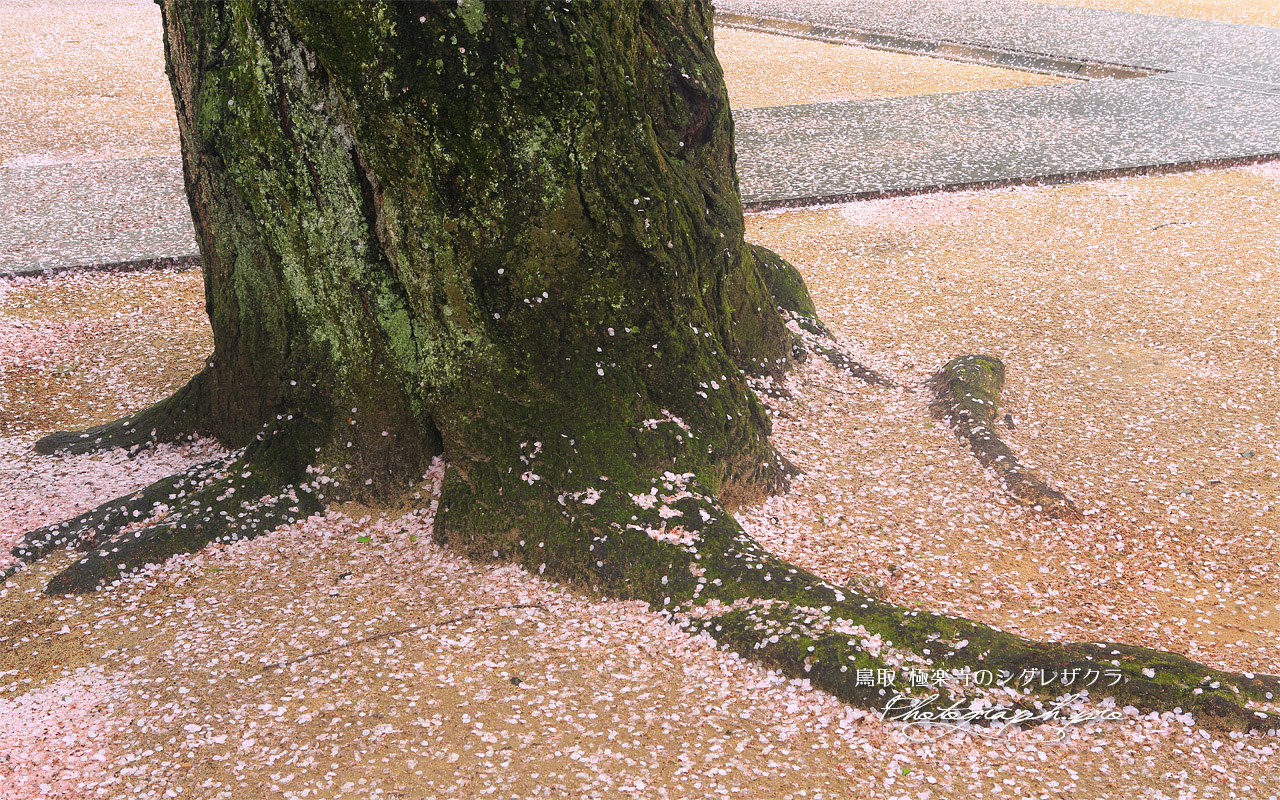 極楽寺のしだれ桜 壁紙