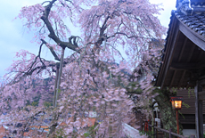 大善寺のしだれ桜