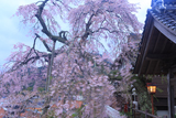 鳥取県の桜