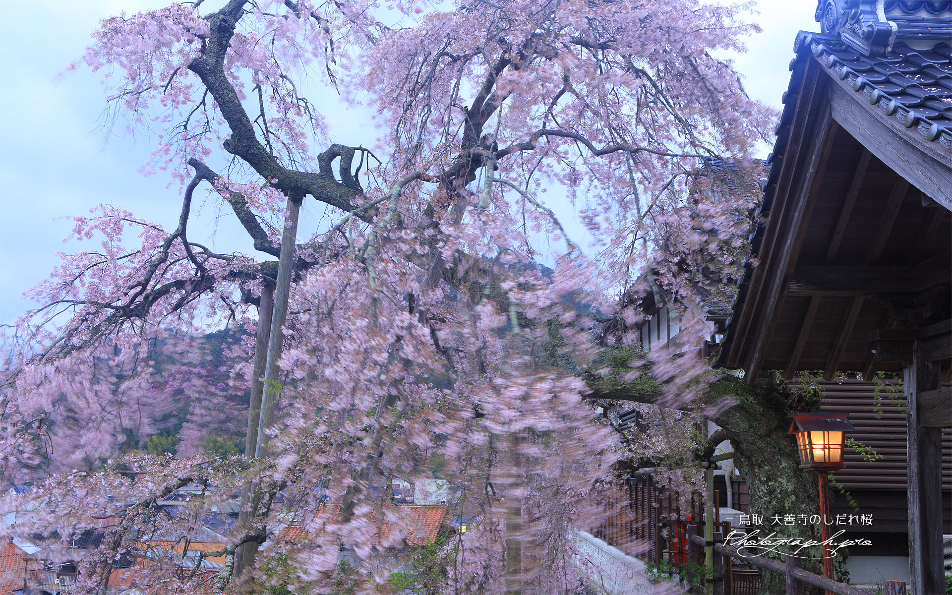 大善寺の法雲しだれ桜