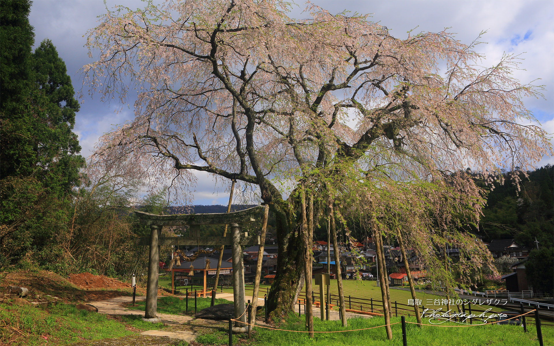 三谷神社のしだれ桜