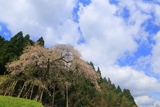 三谷神社のシダレザクラ