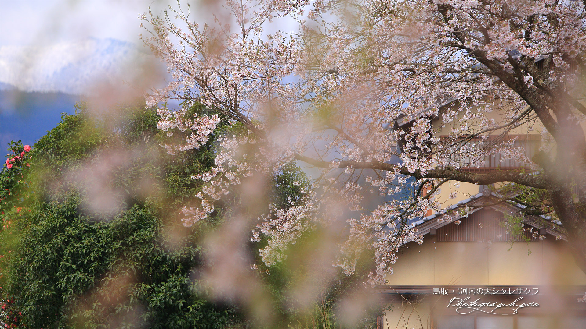 弓河内の大しだれ桜