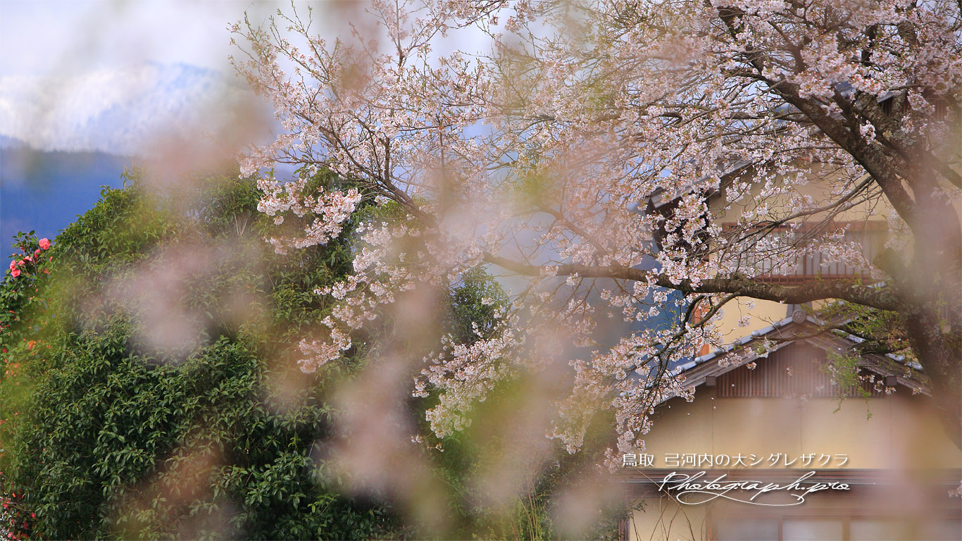 弓河内の大しだれ桜 壁紙
