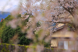 弓河内の大しだれ桜