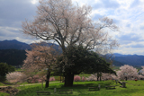 運動公園の大サクラ