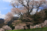 運動公園の大桜