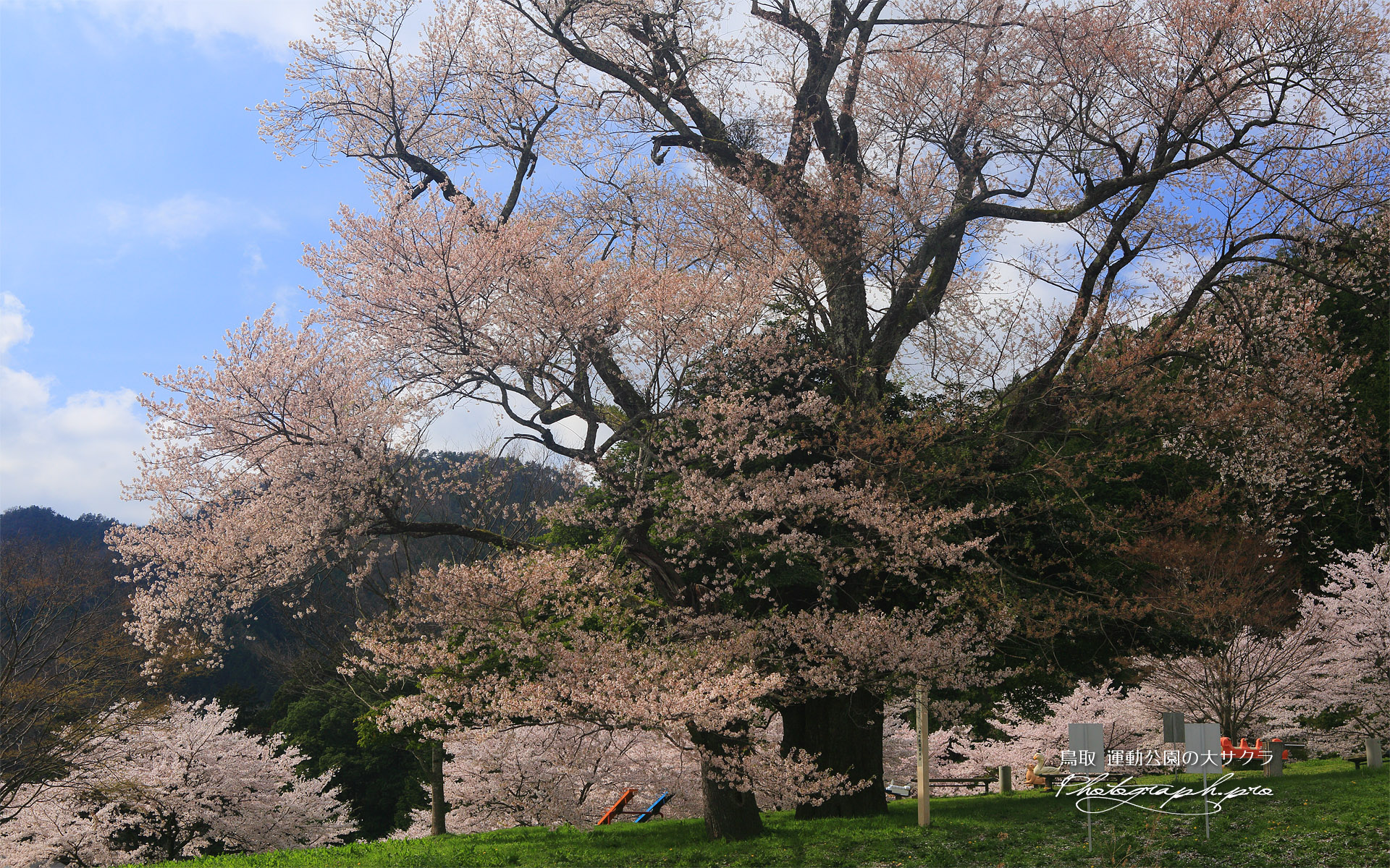 運動公園の大桜