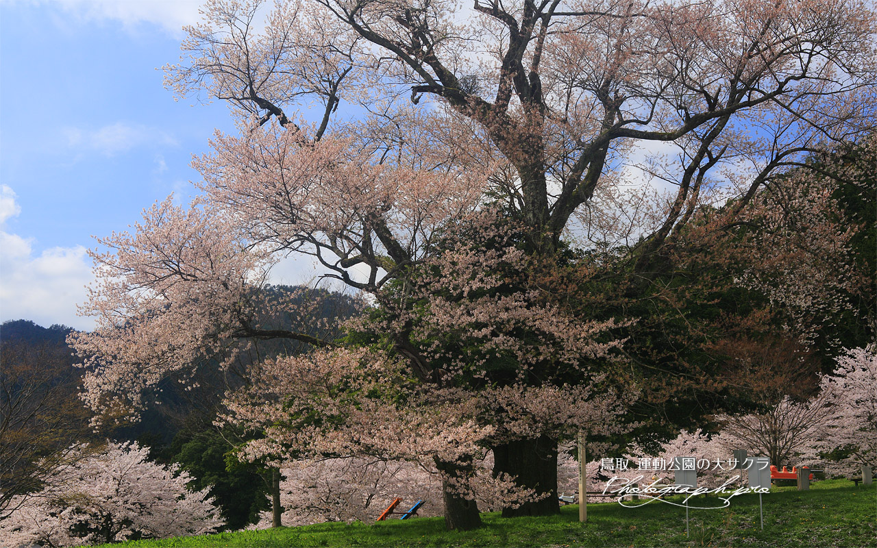 運動公園の大桜 壁紙