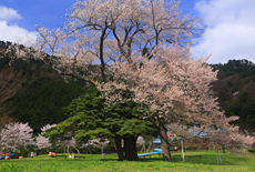 運動公園の大サクラ