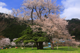 運動公園の大サクラ