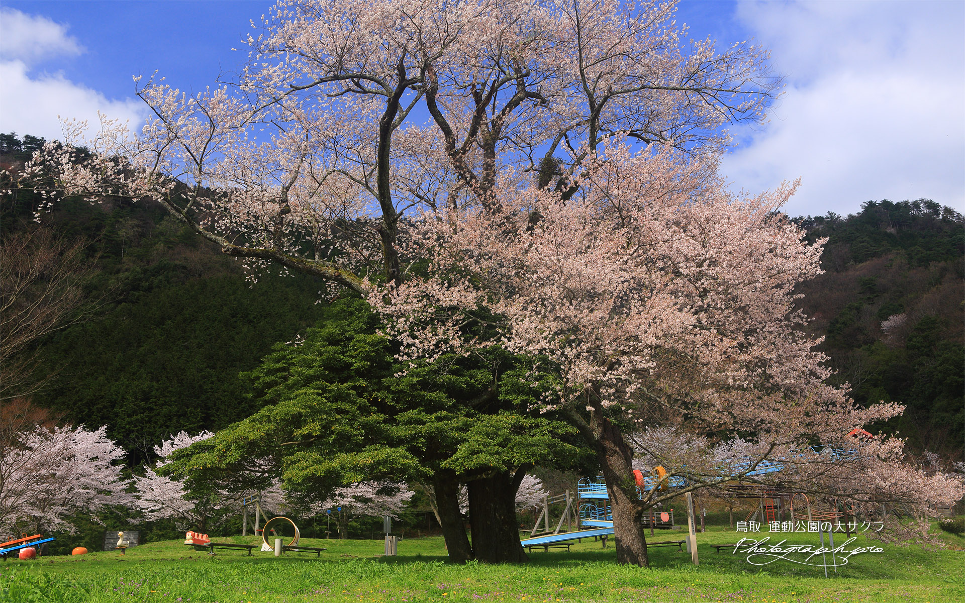 運動公園の大サクラ