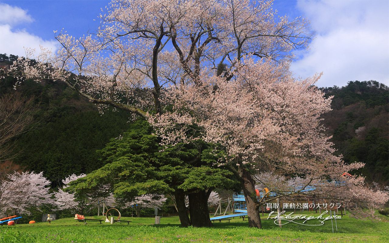 運動公園の大サクラ 壁紙