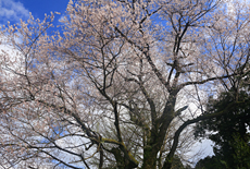 才代の大彼岸桜