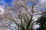 才代の大彼岸桜