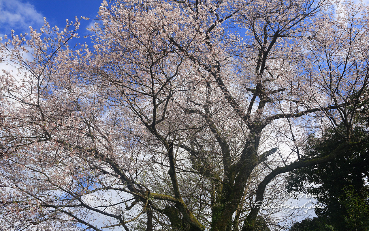 才代の大彼岸桜 壁紙