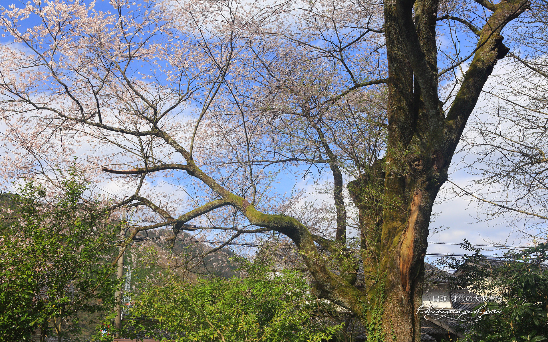 才代の大彼岸桜