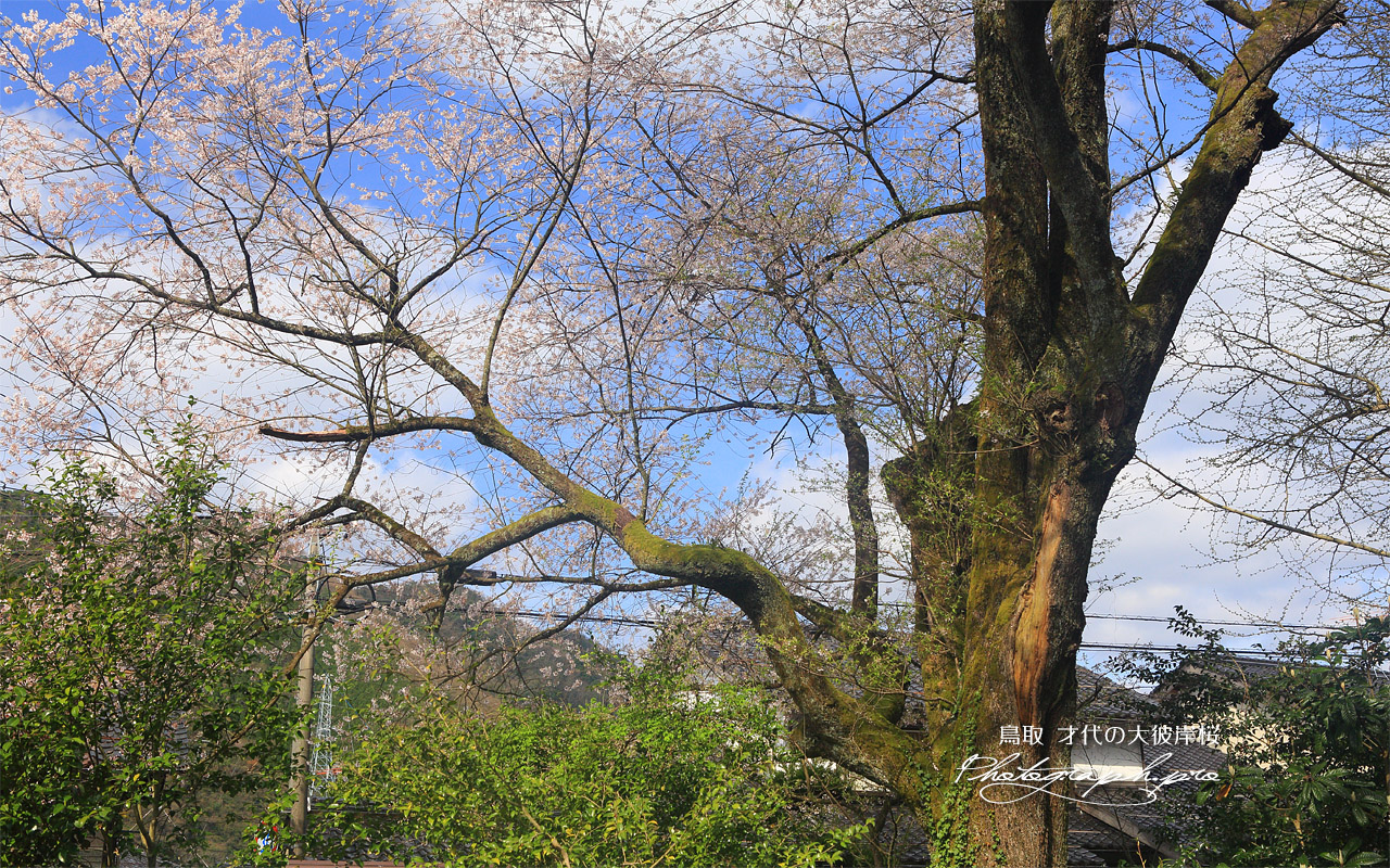 才代の大彼岸桜 壁紙