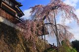 大善寺のしだれ桜