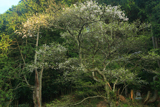 馬形の竪皮桜