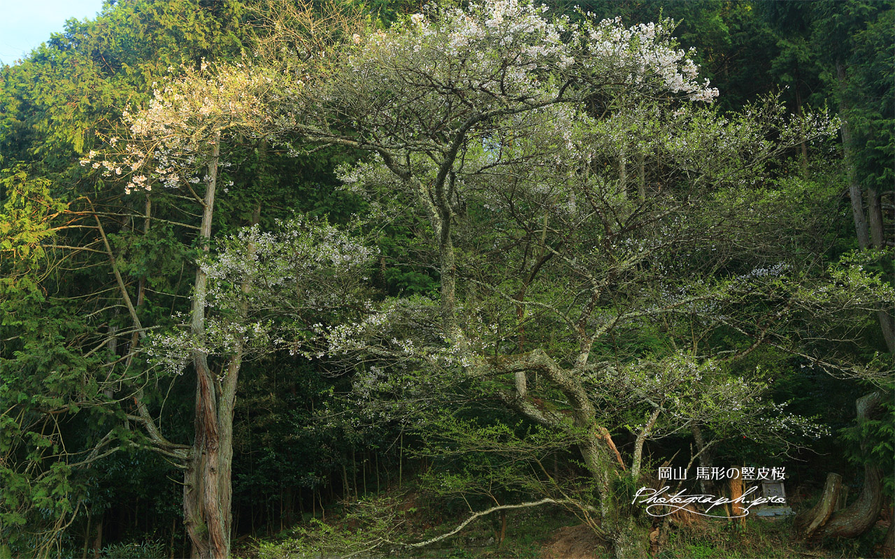 馬形の竪皮桜 壁紙