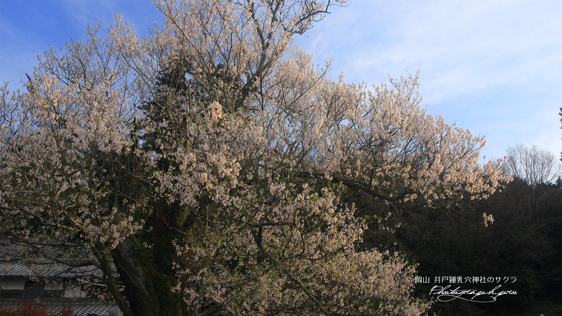 井戸鍾乳穴神社の桜