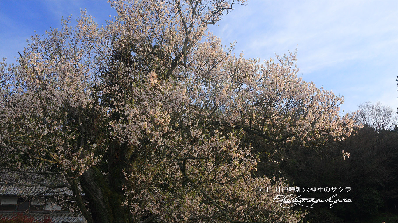 井戸鍾乳穴神社の桜 壁紙
