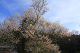 井戸鍾乳穴神社の桜