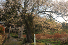 井戸鍾乳穴神社のサクラ