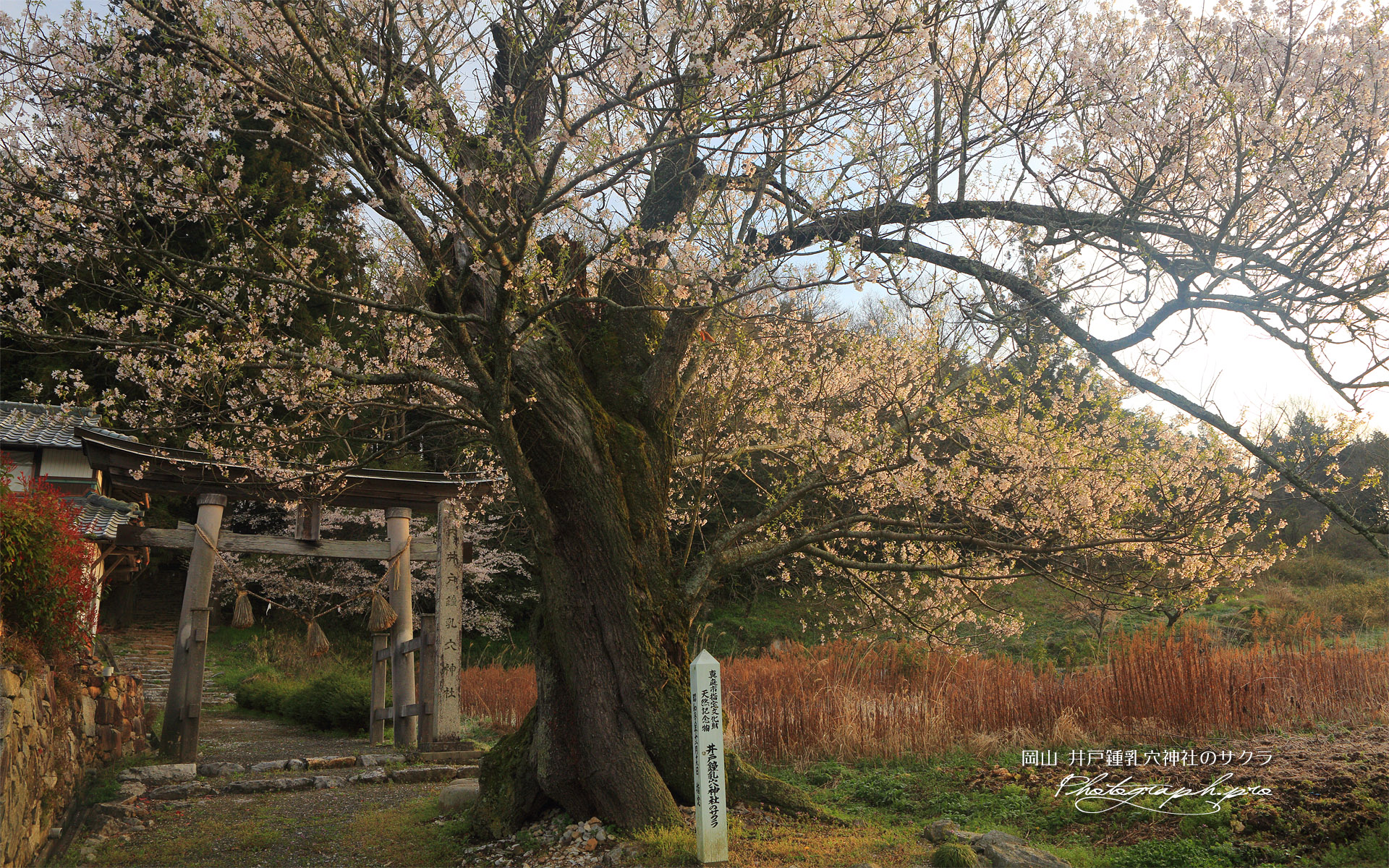 井戸鍾乳穴神社のサクラ