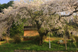 鈴尾のしだれ桜