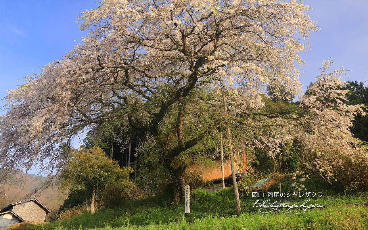 鈴尾のしだれ桜 壁紙