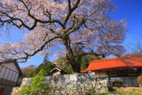 向月寺の桜