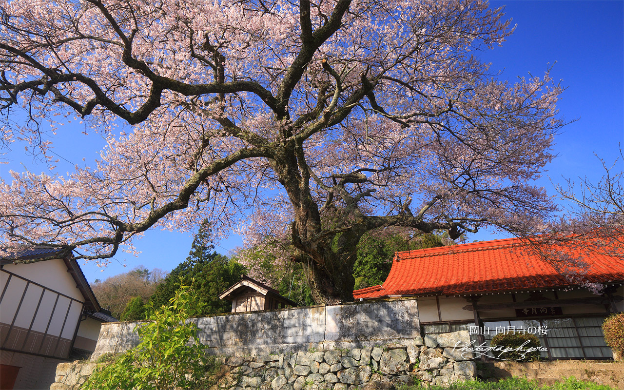 向月寺の桜 壁紙