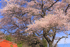 向月寺の桜