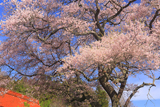 向月寺の桜