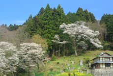 久岡家のエドヒガン