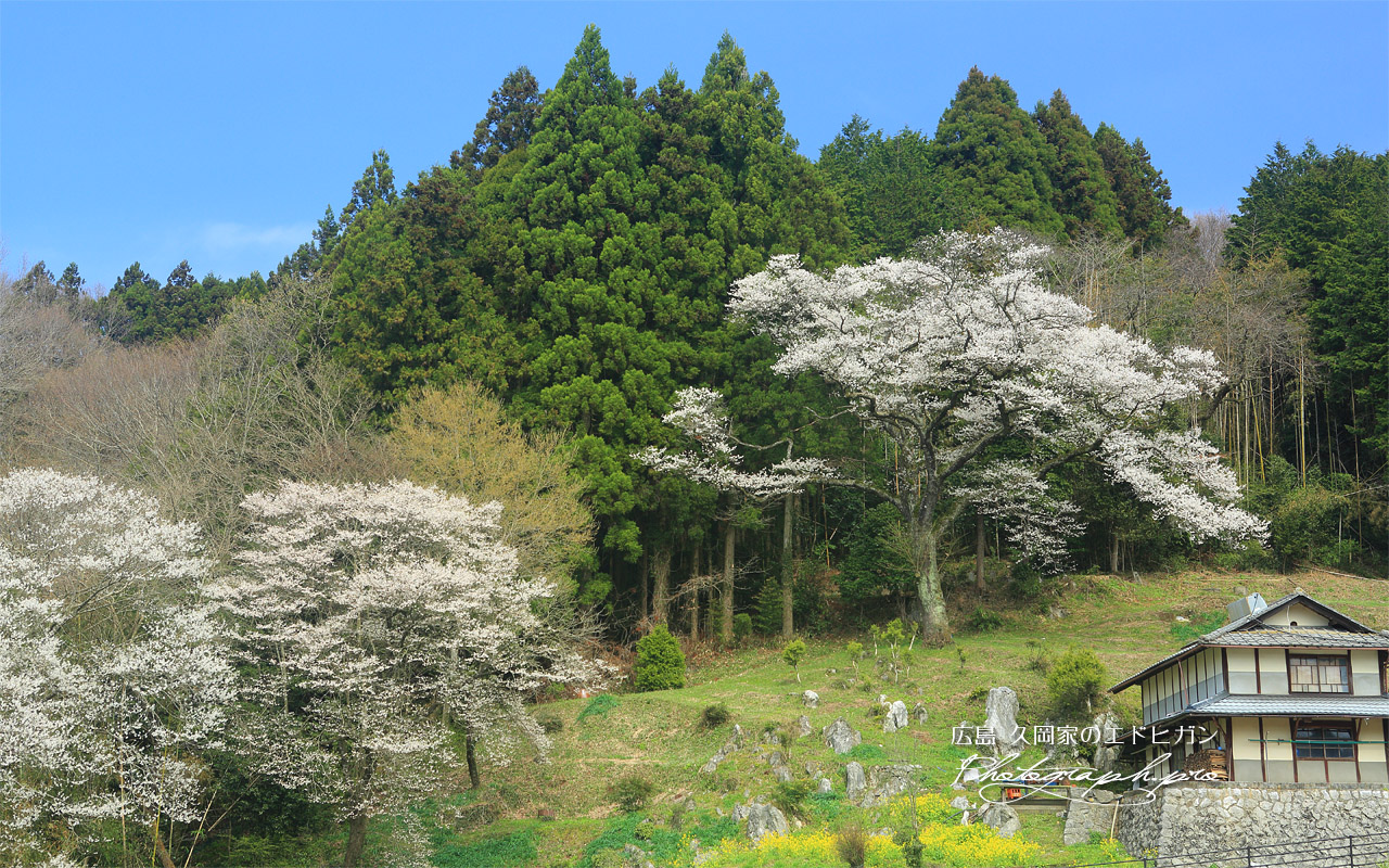 久岡家のエドヒガン 壁紙