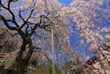蓮照寺のしだれ桜