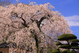 蓮照寺のしだれ桜