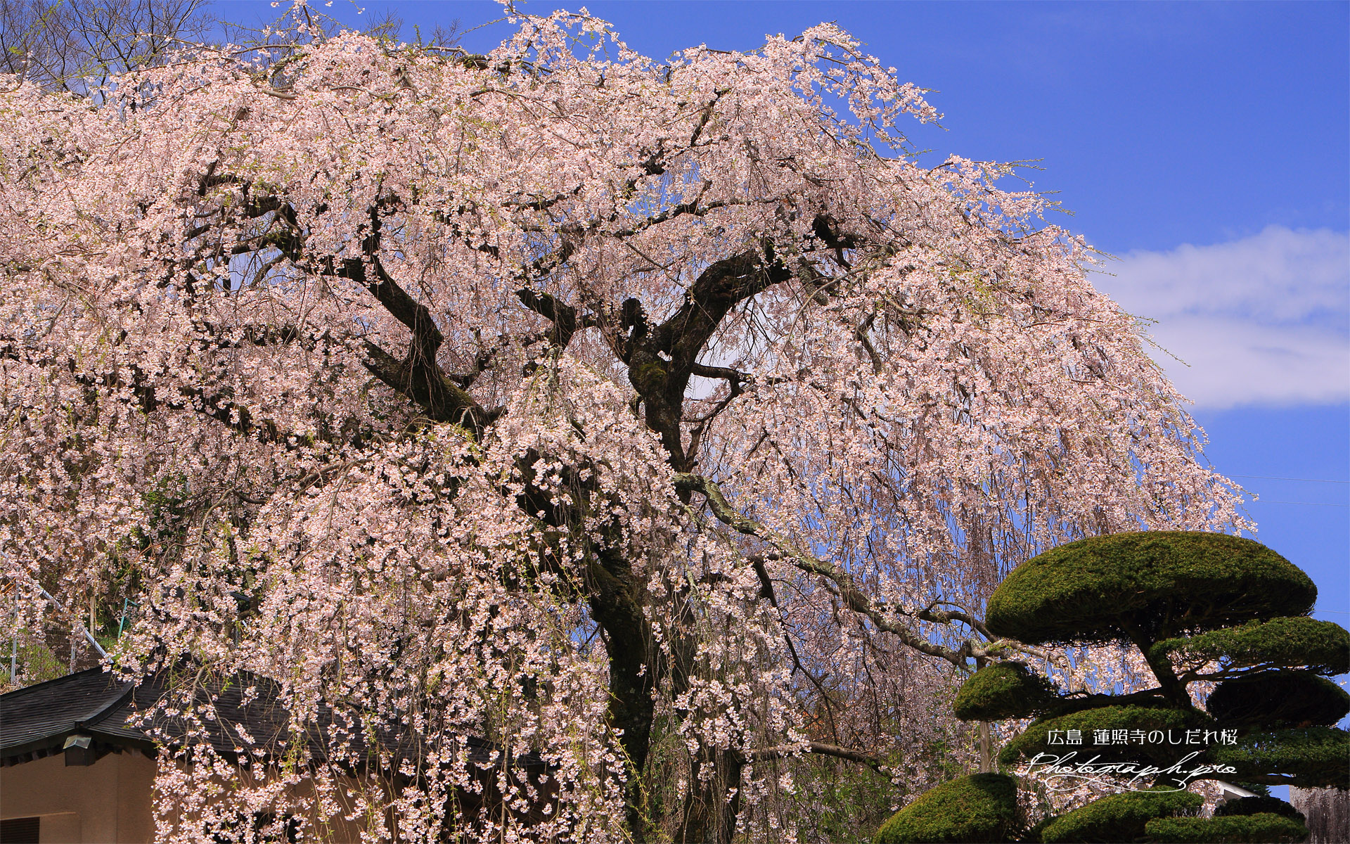 蓮照寺のしだれ桜