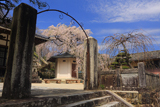 蓮照寺の枝垂れ桜