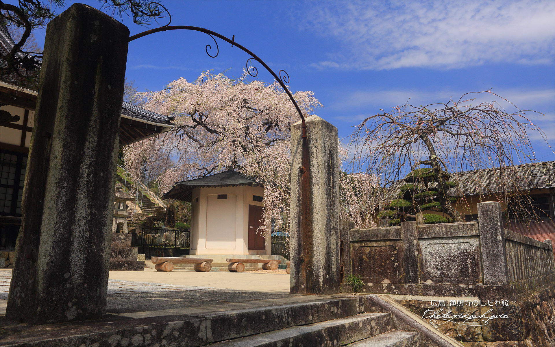 蓮照寺の枝垂れ桜